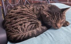 Lost Male Cat last seen Colony and Andrews Road in Woods, Yorktown, IN 47396
