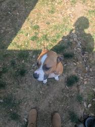 Reunited Male Dog last seen 7th and John Adams St, Oregon City, OR 97045