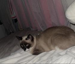 Reunited Female Cat last seen Queen st, king st, chandler st, Worcester, MA 01610