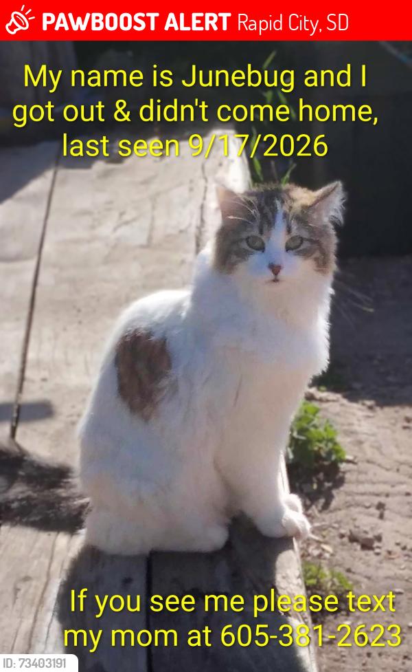 Lost Female Cat last seen Atlantic Dr/Twilight Dr, Rapid City, SD 57703