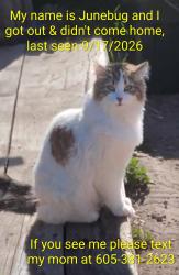 Lost Female Cat last seen Atlantic Dr/Twilight Dr, Rapid City, SD 57703