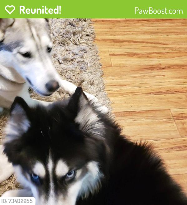 Reunited Male Dog last seen 65th Avenue R, Palmdale, CA 93552