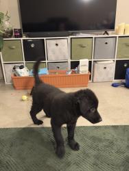 Found/Stray Male Dog last seen West 7th Avenue and South Howard St, Spokane, WA 99204