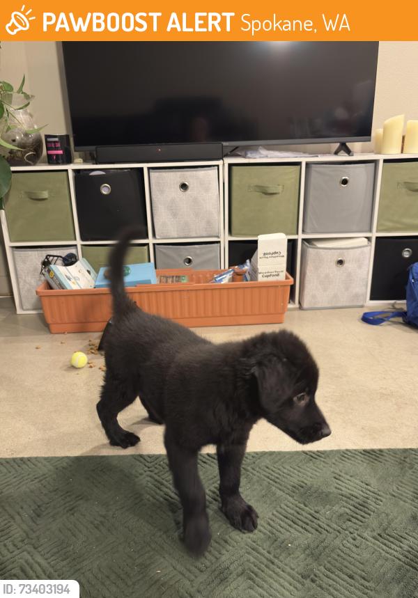 Found/Stray Male Dog last seen West 7th Avenue and South Howard St, Spokane, WA 99204