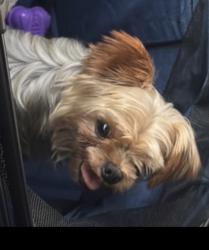 Reunited Male Dog last seen Pennsylvania, San Bernardino, CA 92410