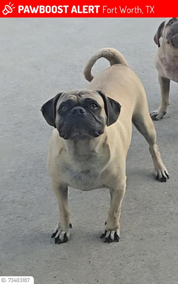 Lost Male Dog last seen Ransom Terrace and Maceo Ln, Fort Worth, TX 76112