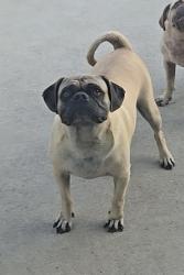 Lost Male Dog last seen Ransom Terrace and Maceo Ln, Fort Worth, TX 76112