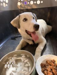 Found/Stray Male Dog last seen In colony grant, Sugar Land, TX 77479