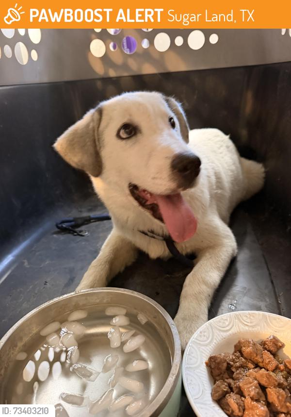 Found/Stray Male Dog last seen In colony grant, Sugar Land, TX 77479