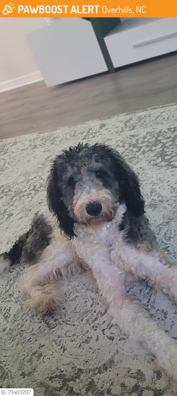 Found/Stray Male Dog last seen Overhills school, Overhills, NC 28326