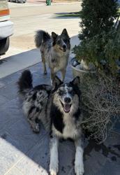 Reunited Unknown Dog last seen neighborhood, Palmdale, CA 93552
