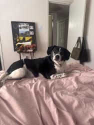 Lost Male Dog last seen Darby Dan Farm, Lexington, KY 40510