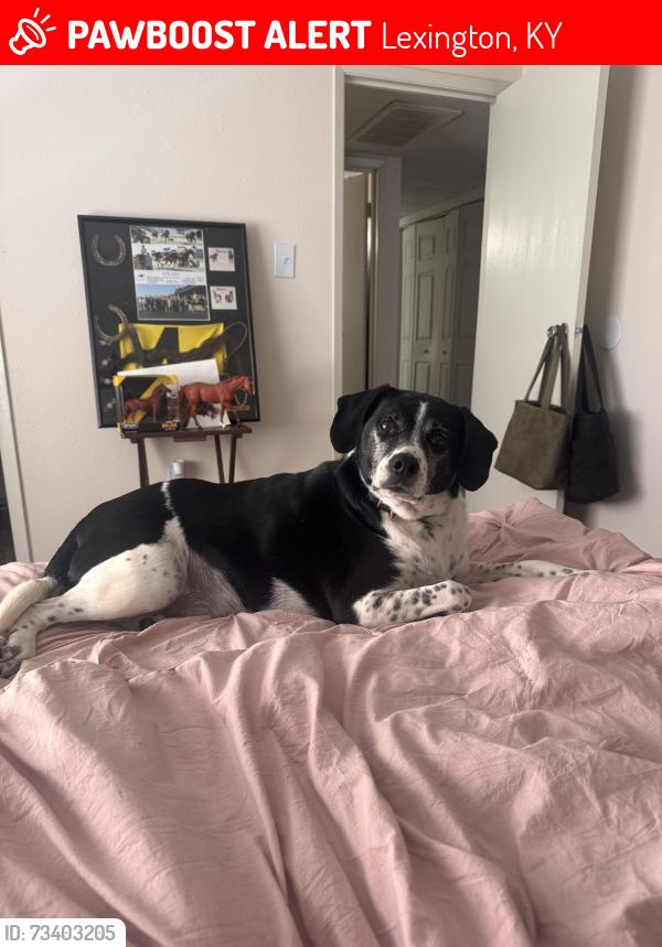 Lost Male Dog last seen Darby Dan Farm, Lexington, KY 40510