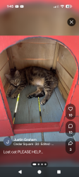 Lost Female Cat last seen Queens mobile home park, Archdale, NC 27263