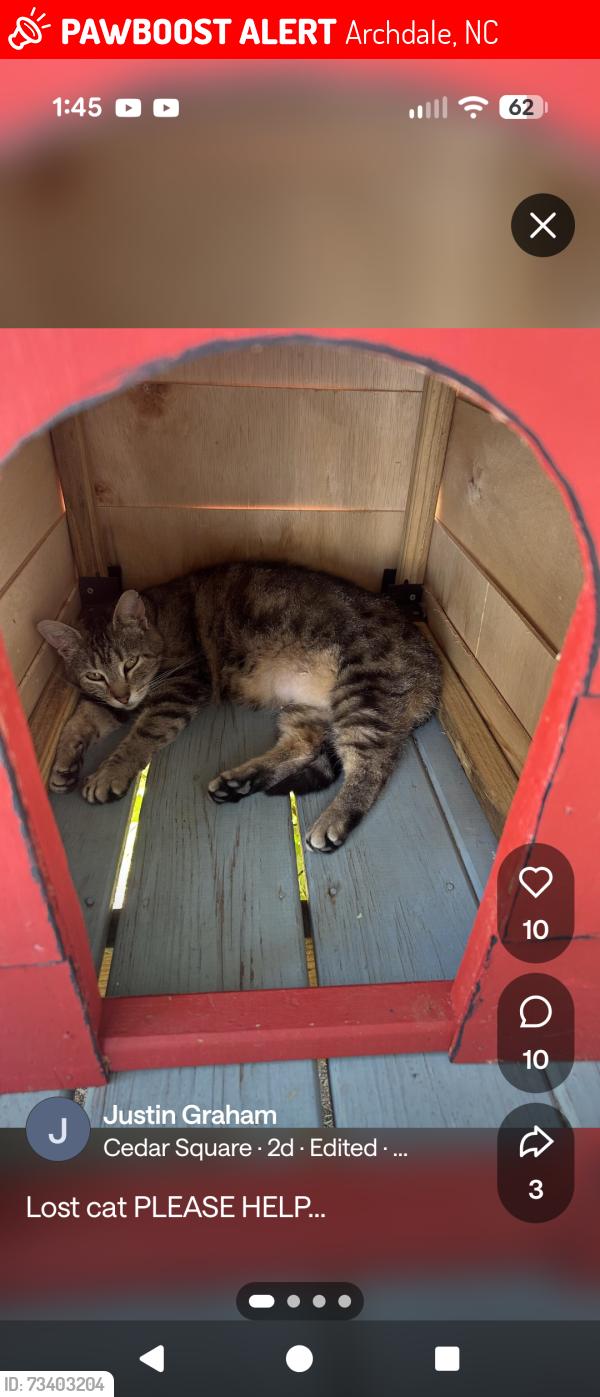 Lost Female Cat last seen Queens mobile home park, Archdale, NC 27263