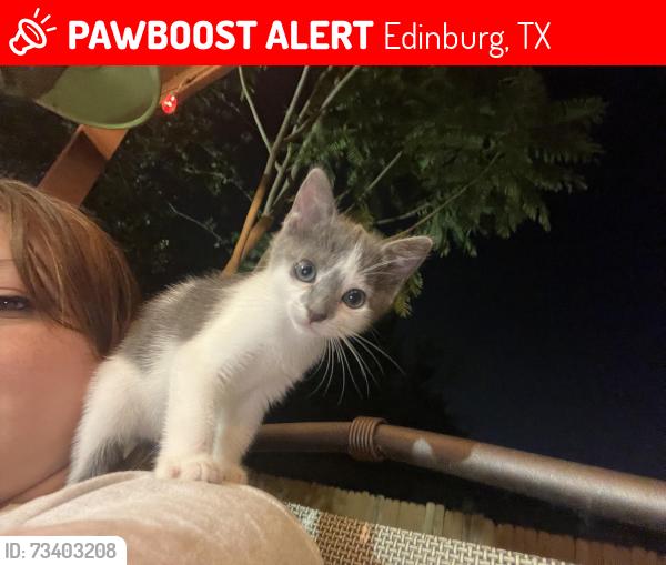 Lost Male Cat last seen Fawn Circle, Edinburg, TX 78539
