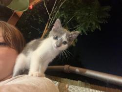 Lost Male Cat last seen Fawn Circle, Edinburg, TX 78539