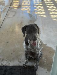 Reunited Male Dog last seen Cromdale / 11th, Hesperia, CA 92340