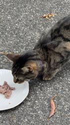 Found/Stray Female Cat last seen 284th St NW Stanwood Wa, Stanwood, WA 98292