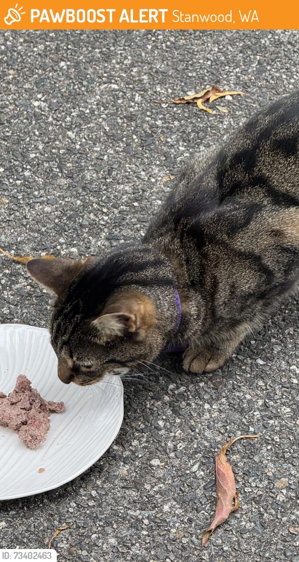 Found/Stray Female Cat last seen 284th St NW Stanwood Wa, Stanwood, WA 98292