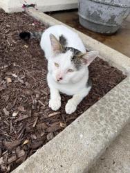 Found/Stray Unknown Cat last seen Sunny Hill nursing home, Joliet, IL 60433