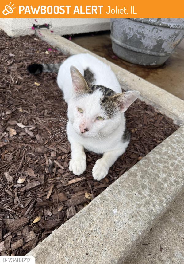 Found/Stray Unknown Cat last seen Sunny Hill nursing home, Joliet, IL 60433