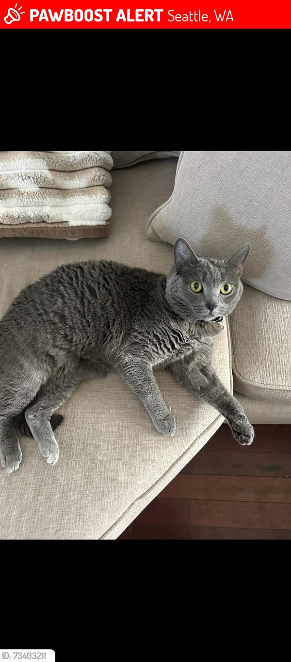 Lost Female Cat last seen 16th Ave NE and NE 185th St, Seattle, WA 98115