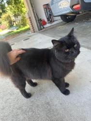 Found/Stray Unknown Cat last seen Metalmark Ct, Elk Grove, CA 95624