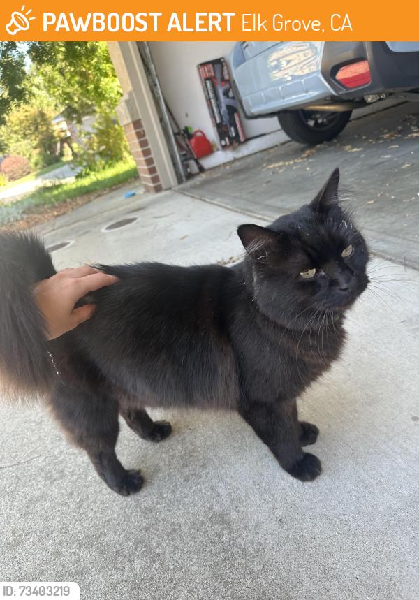 Found/Stray Unknown Cat last seen Metalmark Ct, Elk Grove, CA 95624