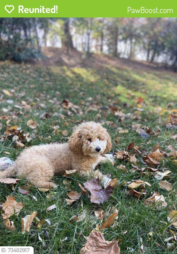 Reunited Female Dog last seen Sterling Bridge Place - Lochewood neighborhood, Sterling, VA 20164