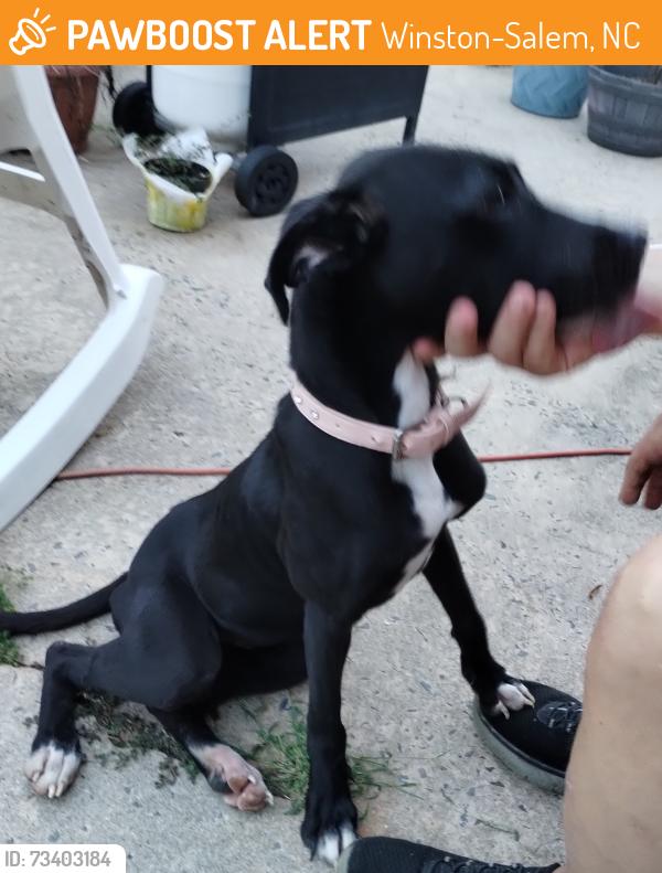 Found/Stray Female Dog last seen Waughtown Butler Quarry Park Reynolds Park Rd, Winston-Salem, NC 27107