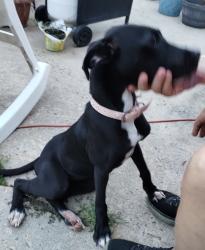 Found/Stray Female Dog last seen Waughtown Butler Quarry Park Reynolds Park Rd, Winston-Salem, NC 27107