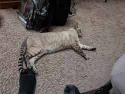 Found/Stray Male Cat last seen Jones and Reno, Las Vegas, NV 89118