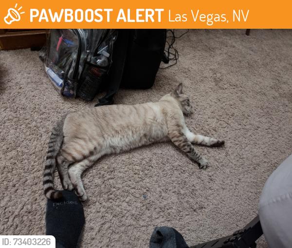 Found/Stray Male Cat last seen Jones and Reno, Las Vegas, NV 89118