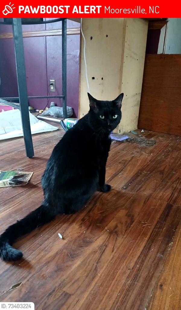 Lost Male Cat last seen Bluefield 28117, Mooresville, NC 28117