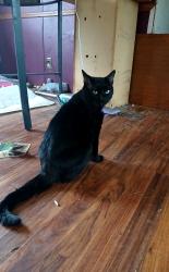 Lost Male Cat last seen Bluefield 28117, Mooresville, NC 28117