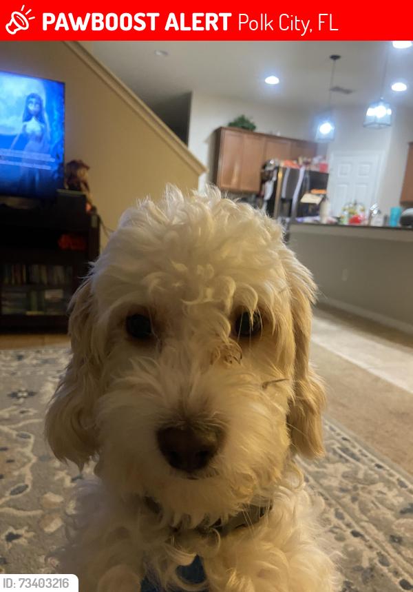 Lost Male Dog last seen Near and mount olive, Polk City, FL 33868