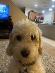 Lost Male Dog last seen Near and mount olive, Polk City, FL 33868