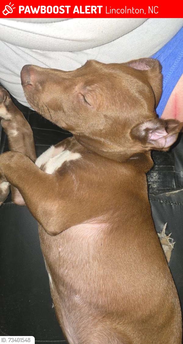 Lost Male Dog last seen Shoal rd, Lincolnton, NC 28092