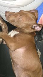 Lost Male Dog last seen Shoal rd, Lincolnton, NC 28092