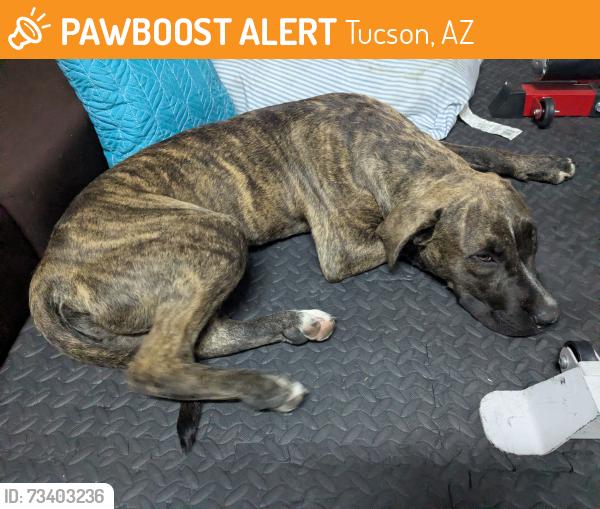 Found/Stray Male Dog last seen 32°02'54.55