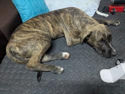 Found/Stray Male Dog last seen 32°02'54.55