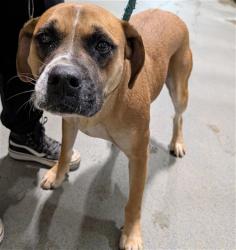Shelter Stray Male Dog last seen Near BLOCK WOODY GRANITE RD, BAKERSFIELD CA 93308, 3951 Fruitvale Ave, Bakersfield, CA 93308, USA