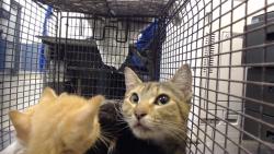 Shelter Stray Female Cat last seen LAS, 3599 NW 79th Ave, Doral, FL 33122, USA
