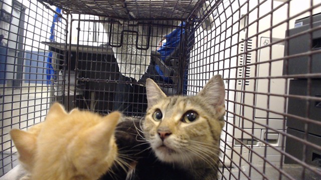 Shelter Stray Female Cat last seen LAS, 3599 NW 79th Ave, Doral, FL 33122, USA