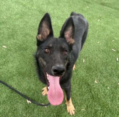 Shelter Stray Male Dog last seen , 1850 W 60th St, Los Angeles, CA 90047, USA