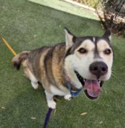 Shelter Stray Female Dog last seen , 1850 W 60th St, Los Angeles, CA 90047, USA