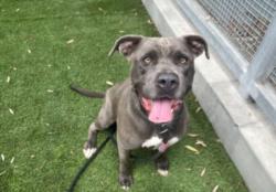 Shelter Stray Female Dog last seen , 1850 W 60th St, Los Angeles, CA 90047, USA