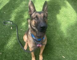 Shelter Stray Male Dog last seen , 1850 W 60th St, Los Angeles, CA 90047, USA