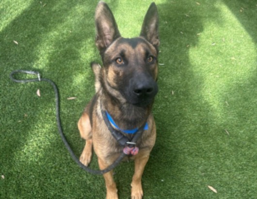Shelter Stray Male Dog last seen , 1850 W 60th St, Los Angeles, CA 90047, USA
